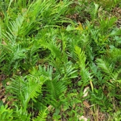 Blechnum sp. at Bateau Bay, NSW - 29 Dec 2022 03:06 PM