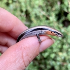 Acritoscincus platynotus (Red-throated Skink) at Wamboin, NSW - 29 Dec 2022 by alicemcglashan