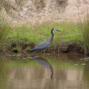 Egretta novaehollandiae at Fisher, ACT - 29 Dec 2022