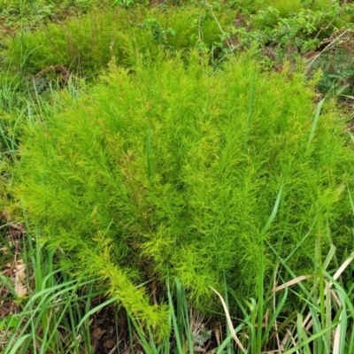 Caustis blakei (Koala Fern) at Bateau Bay, NSW - 29 Dec 2022 by trevorpreston