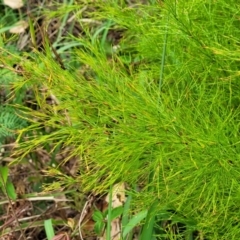 Baloskion tetraphyllum subsp. meiostachyum at Bateau Bay, NSW - 29 Dec 2022 03:04 PM