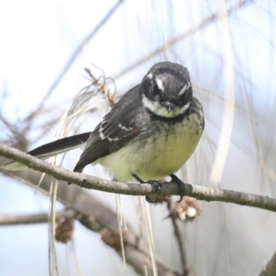 Rhipidura albiscapa (Grey Fantail) at McKellar, ACT - 26 Sep 2022 by AlisonMilton