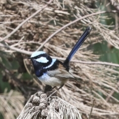 Malurus cyaneus (Superb Fairywren) at McKellar, ACT - 26 Sep 2022 by AlisonMilton