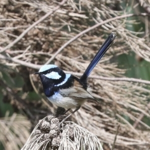 Malurus cyaneus at McKellar, ACT - 26 Sep 2022