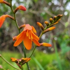 Crocosmia x crocosmiiflora (Montbretia) at Bateau Bay, NSW - 29 Dec 2022 by trevorpreston