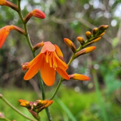 Crocosmia x crocosmiiflora (Montbretia) at Bateau Bay, NSW - 29 Dec 2022 by trevorpreston