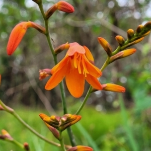 Crocosmia x crocosmiiflora at Bateau Bay, NSW - 29 Dec 2022 03:04 PM