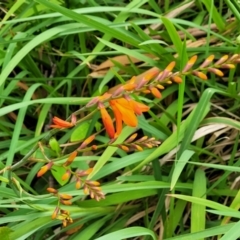 Crocosmia x crocosmiiflora at Bateau Bay, NSW - 29 Dec 2022 03:04 PM