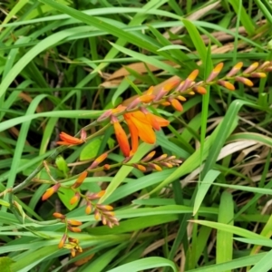 Crocosmia x crocosmiiflora at Bateau Bay, NSW - 29 Dec 2022 03:04 PM