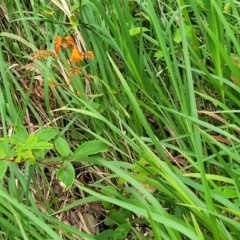 Crocosmia x crocosmiiflora at Bateau Bay, NSW - 29 Dec 2022 03:04 PM