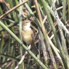 Acrocephalus australis (Australian Reed-Warbler) at Evatt, ACT - 26 Sep 2022 by AlisonMilton