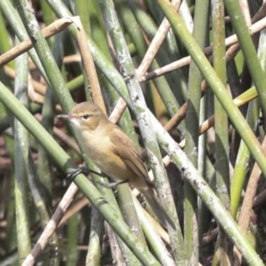 Acrocephalus australis at Evatt, ACT - 26 Sep 2022