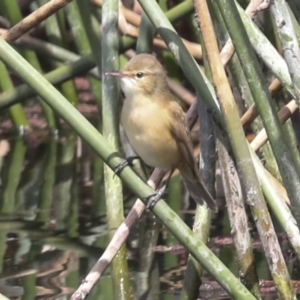 Acrocephalus australis at Evatt, ACT - 26 Sep 2022