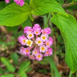 Lantana camara at Bateau Bay, NSW - 29 Dec 2022