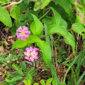 Lantana camara at Bateau Bay, NSW - 29 Dec 2022 03:03 PM