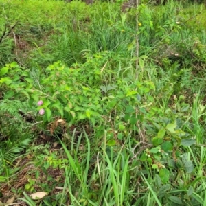 Lantana camara at Bateau Bay, NSW - 29 Dec 2022 03:03 PM