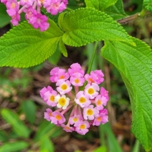 Lantana camara at Bateau Bay, NSW - 29 Dec 2022