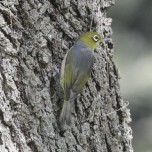 Zosterops lateralis at McKellar, ACT - 26 Sep 2022