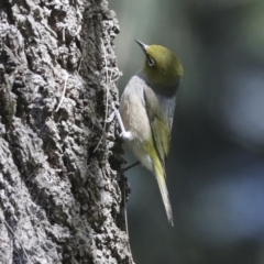 Zosterops lateralis at McKellar, ACT - 26 Sep 2022