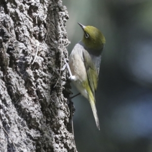 Zosterops lateralis at McKellar, ACT - 26 Sep 2022 01:40 PM