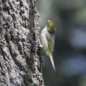 Zosterops lateralis at McKellar, ACT - 26 Sep 2022 01:40 PM