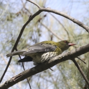 Oriolus sagittatus at Evatt, ACT - 26 Sep 2022