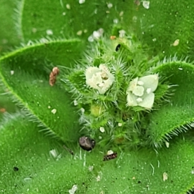 Richardia humistrata (Richardia Weed) at Wyrrabalong National Park - 29 Dec 2022 by trevorpreston