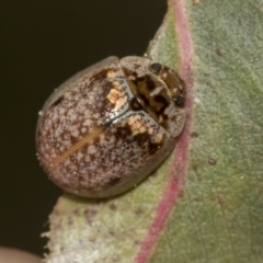 Paropsisterna m-fuscum (Eucalyptus Leaf Beetle) at McKellar, ACT - 26 Sep 2022 by AlisonMilton