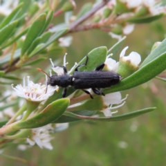 Eleale simplex (Clerid beetle) at Kambah, ACT - 29 Dec 2022 by MatthewFrawley