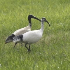 Threskiornis molucca (Australian White Ibis) at Lake Ginninderra - 26 Sep 2022 by AlisonMilton