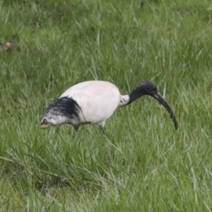 Threskiornis molucca at Belconnen, ACT - 26 Sep 2022