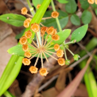 Pomax umbellata (A Pomax) at Bateau Bay, NSW - 29 Dec 2022 by trevorpreston