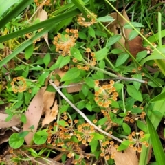 Pomax umbellata at Bateau Bay, NSW - 29 Dec 2022 02:41 PM