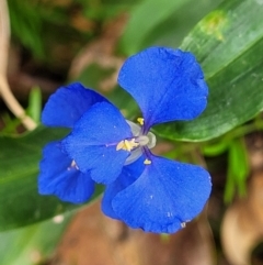 Commelina cyanea (Scurvy Weed) at Wyrrabalong National Park - 29 Dec 2022 by trevorpreston