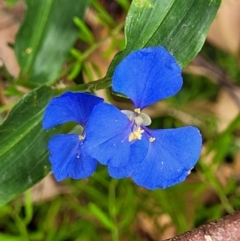 Commelina cyanea at Bateau Bay, NSW - 29 Dec 2022