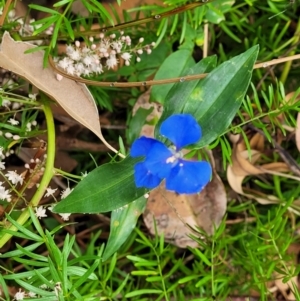 Commelina cyanea at Bateau Bay, NSW - 29 Dec 2022