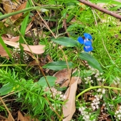 Commelina cyanea at Bateau Bay, NSW - 29 Dec 2022