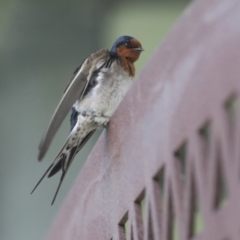 Hirundo neoxena (Welcome Swallow) at Belconnen, ACT - 26 Sep 2022 by AlisonMilton