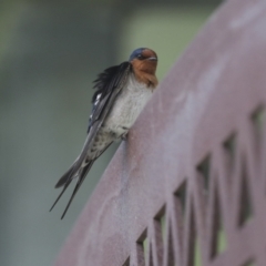 Hirundo neoxena at Belconnen, ACT - 26 Sep 2022 03:09 PM