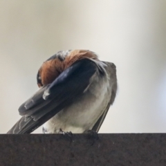 Hirundo neoxena at Belconnen, ACT - 26 Sep 2022 03:09 PM