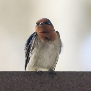 Hirundo neoxena at Belconnen, ACT - 26 Sep 2022 03:09 PM