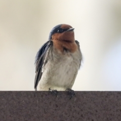 Hirundo neoxena at Belconnen, ACT - 26 Sep 2022 03:09 PM