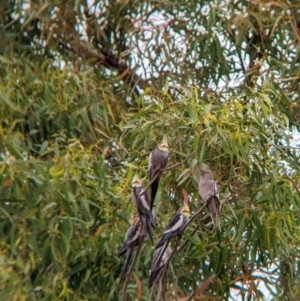 Nymphicus hollandicus at Fowlers Gap, NSW - 29 Dec 2022