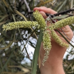 Grevillea striata (Beefwood) at Mutawintji National Park - 29 Dec 2022 by Darcy