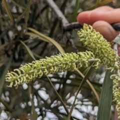 Grevillea striata at Mutawintji, NSW - 29 Dec 2022