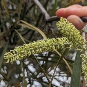 Grevillea striata at Mutawintji, NSW - 29 Dec 2022