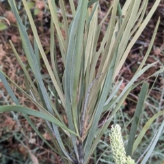 Grevillea striata at Mutawintji, NSW - 29 Dec 2022