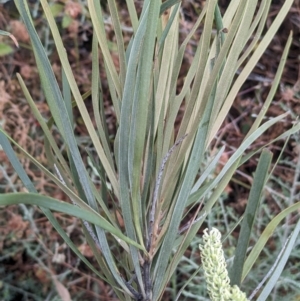 Grevillea striata at Mutawintji, NSW - 29 Dec 2022