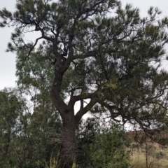 Grevillea striata at Mutawintji, NSW - 29 Dec 2022