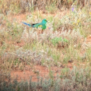 Psephotellus varius at Mutawintji, NSW - 29 Dec 2022